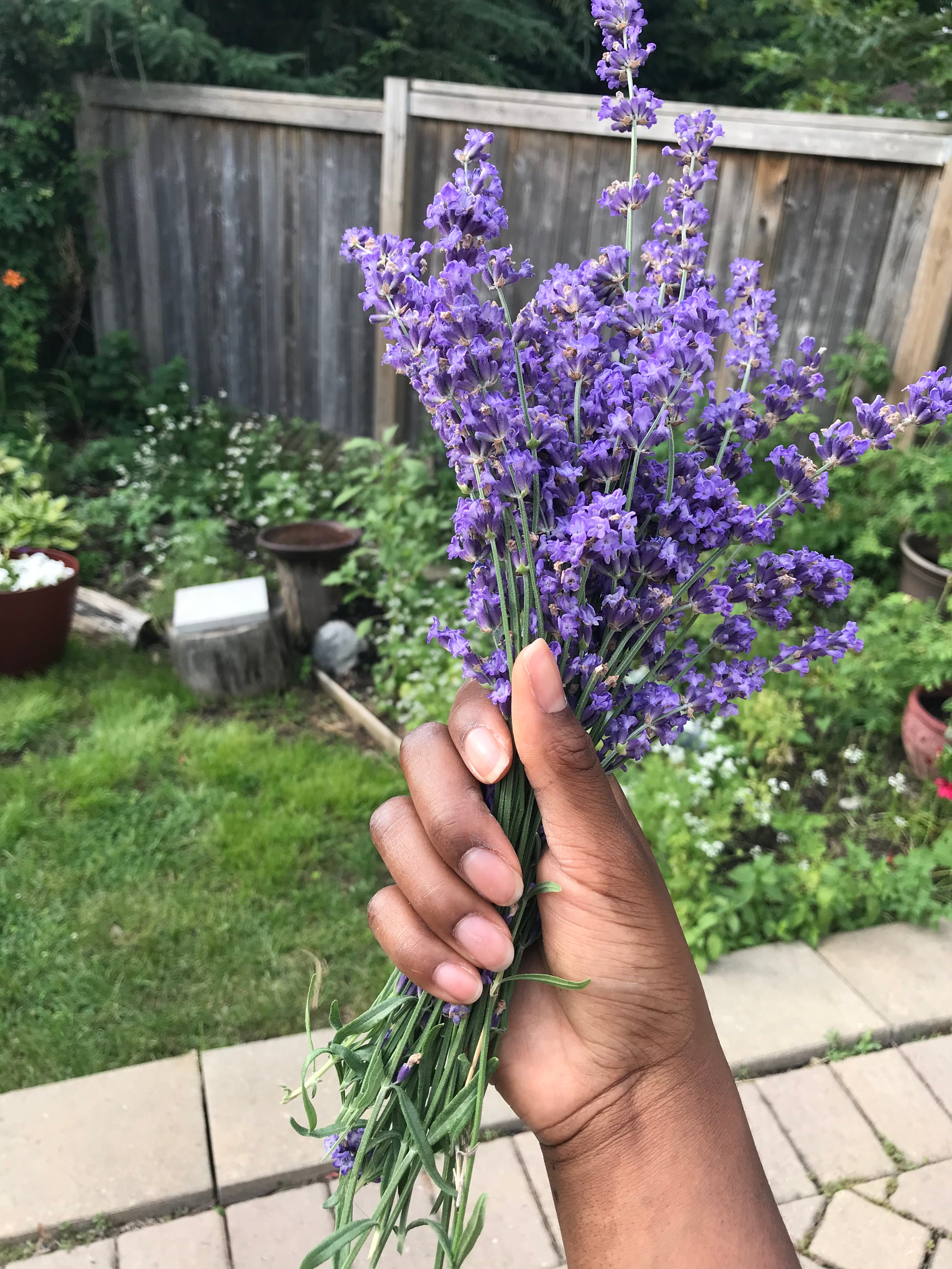 freshly picked lavender from garden 