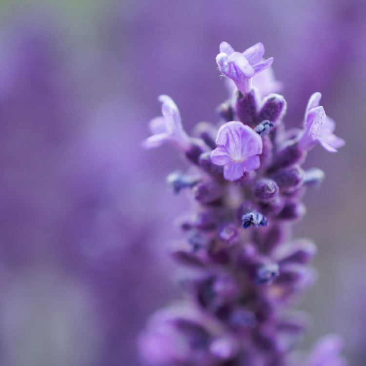 lavender bundle wrapped in ribbon